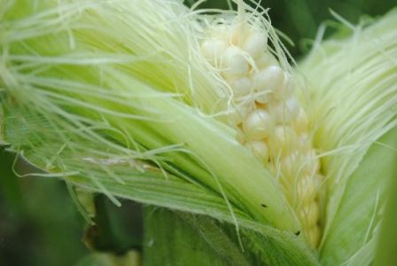 The Great Corn Giveaway Image